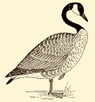 Tony Phillips' bird sounds links