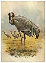 Crane