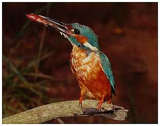 Kingfisher