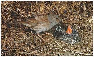 Dunnock & Cuckoo