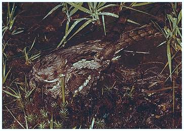 Nightjar