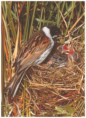 Reedbunting