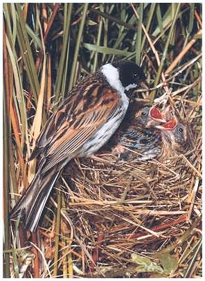 Reedbunting