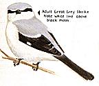 Great Grey Shrike