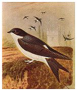 House Martin