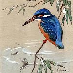 Kingfisher