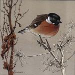 Stonechat