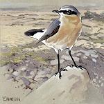 Wheatear