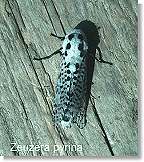 Leopard Moth