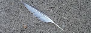 feather