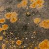 lichen