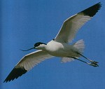 Avocet