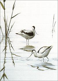 avocet