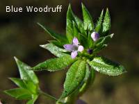 blue woodruff