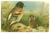 Bramblings