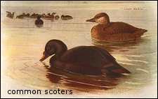 common scoter