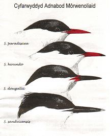 Cemlyn's Terns