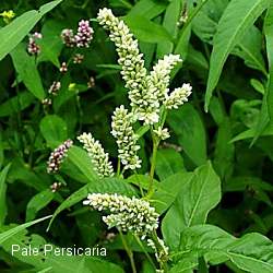 Pale Persicaria