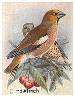 Hawfinch