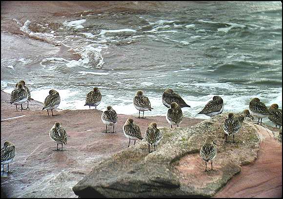 Dunlin
