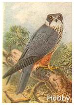 Hobby
