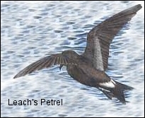 Leach's Petrel