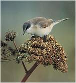 Lesser Whitethroat