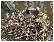 Moorhen on eggs