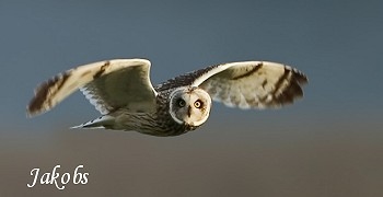 Short-eared owl