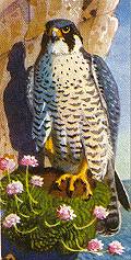 peregrine falcon