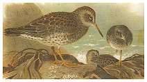 Purple Sandpipers 