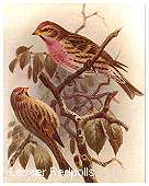 Lesser Redpolls