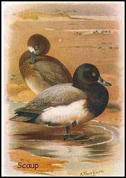 Scaup