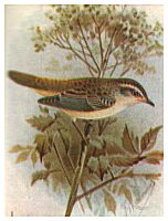 Sedge Warbler
