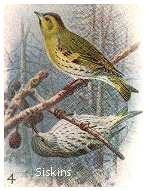 siskins