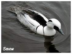 Smew