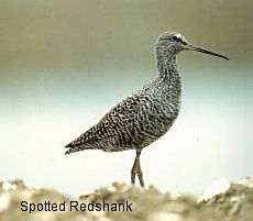 Spotted redshank