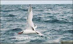 Red-billed Tropic Bird