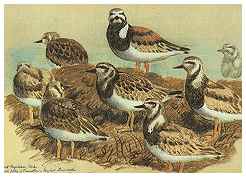 Turnstones