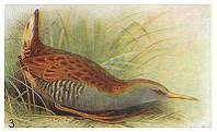 Water Rail