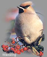 Waxwing