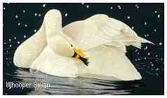 Whooper Swan