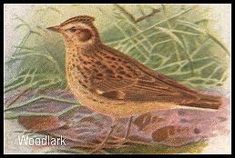 woodlark