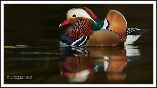 Mandarin