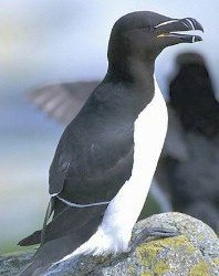 {short description of image}