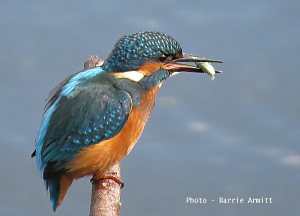 Barrie's Kingfisher