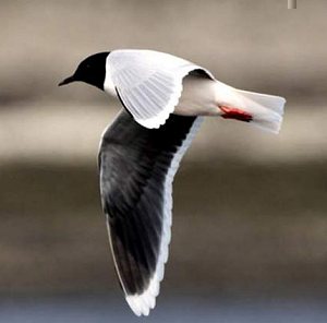 Little Gull