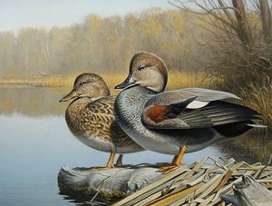 Gadwall