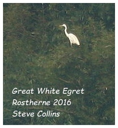 Great White Egret