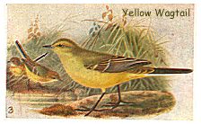 yellow wag
